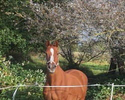 broodmare Angie (Oldenburg, 2000, from Friedensfürst)