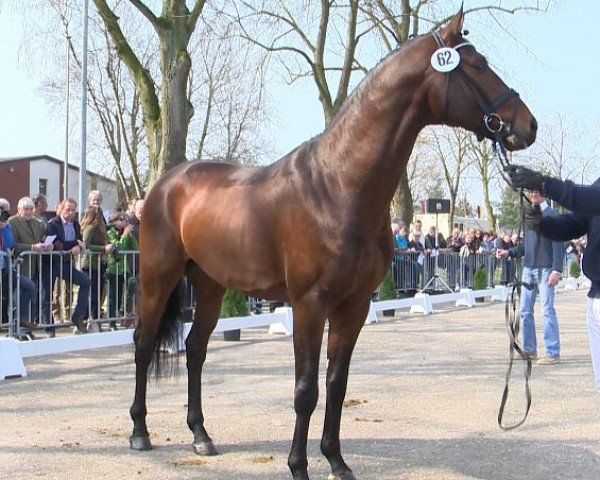 stallion Feeling fine (Hanoverian, 2012, from Fürstenball)