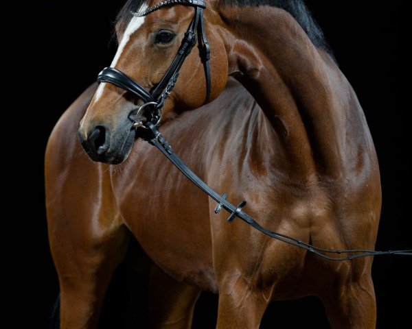 dressage horse La Bella Luna 23 (Hanoverian, 2013, from Lemony's Nicket)