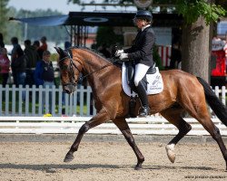 dressage horse Lexicus K (Oldenburg, 2015, from Licotus)