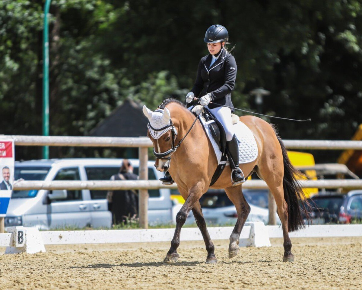 dressage horse Mäckes (German Riding Pony, 2006, from Mac Duncan)