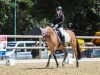 dressage horse Mäckes (German Riding Pony, 2006, from Mac Duncan)