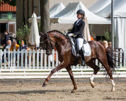 stallion Golden Romance Malleret PS (Oldenburg, 2015, from Governor-Str)