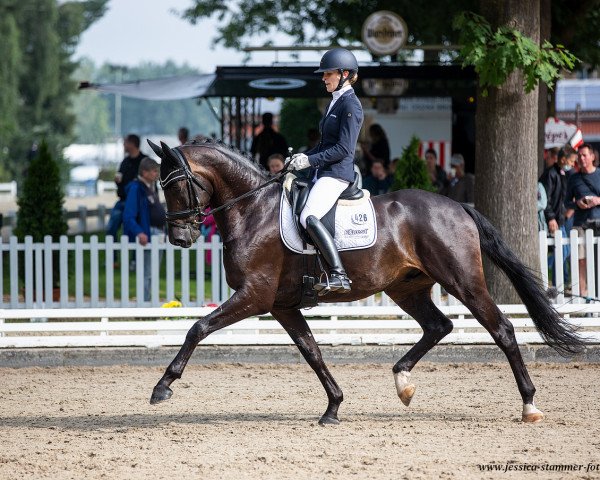 stallion Gaitano (Oldenburg, 2015, from Goldberg 15)