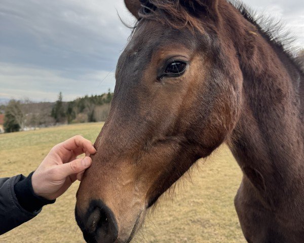 foal by Cordona KE (Austrian Warmblood, 2024, from Cornet Obolensky)