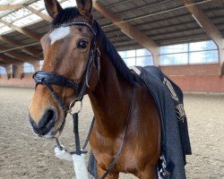 dressage horse Donatello 164 (Hanoverian, 2008, from Daddy Cool)