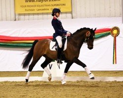 dressage horse Bernwode Broadway (British Riding Pony, 2006, from Bernwode Brokat)