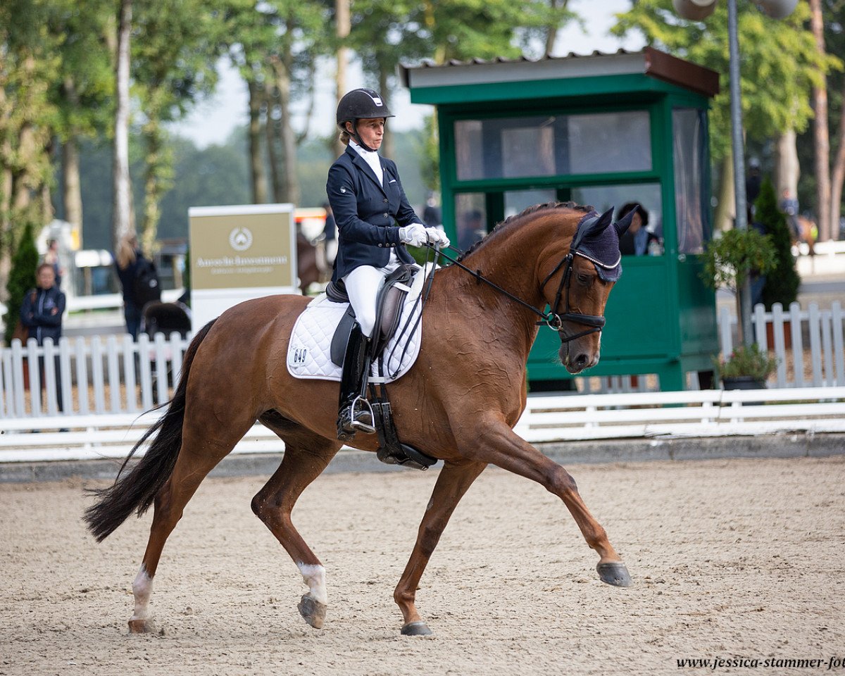 dressage horse Renaissance 121 (Oldenburg, 2015, from Blue Hors Romanov)