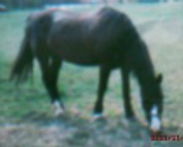 Zuchtstute Miss (Welsh-Cob (Sek. C), 1992, von Singold's Granat)