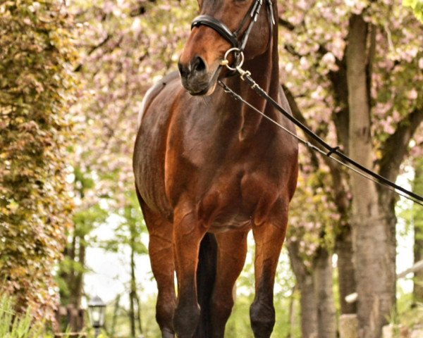 broodmare Carismas' Dobby (Westphalian, 2003, from Cornet Obolensky)