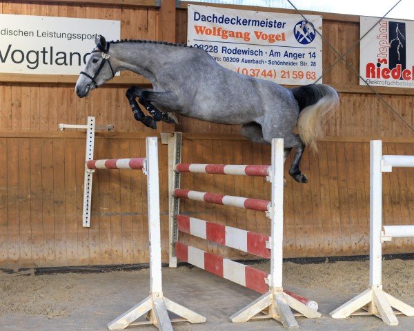 jumper Daenerys Sturmtochter 3 (Holsteiner, 2020, from Diago 22)