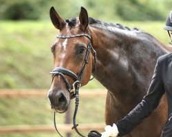 broodmare Zuversicht S (Westphalian, 2018, from Zoom)