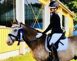 dressage horse Mein Mr. Zauberhaft (German Riding Pony, 2017, from Movie Star)