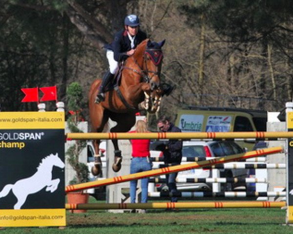 broodmare Inca van de Withoeve (Belgian Warmblood, 2008, from Enrico van de Withoeve)