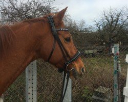 dressage horse Georgina ex Good night (Trakehner, 2008, from Lowelas)