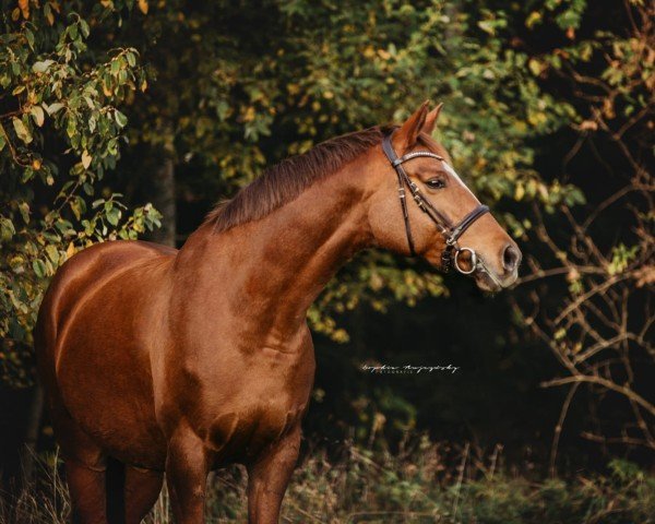 jumper Libelle 308 (Bavarian, 2010, from Fandsy AA)