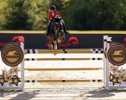 jumper Conrado 12 (Zangersheide riding horse, 2013, from VDL Cardento 933)