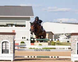 jumper Kadar V.l. (KWPN (Royal Dutch Sporthorse), 2015, from Dakar VDL)