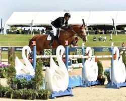 jumper Howard du Seigneur (Belgian Warmblood, 2013, from Curby du Seigneur)