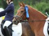 Dressurpferd Holsteins Jojo (Deutsches Reitpony, 2007, von Fs Disagio)