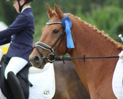 Dressurpferd Holsteins Jojo (Deutsches Reitpony, 2007, von Fs Disagio)