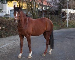 jumper Can Fly New York (German Riding Pony, 2012, from Cyranno WE)