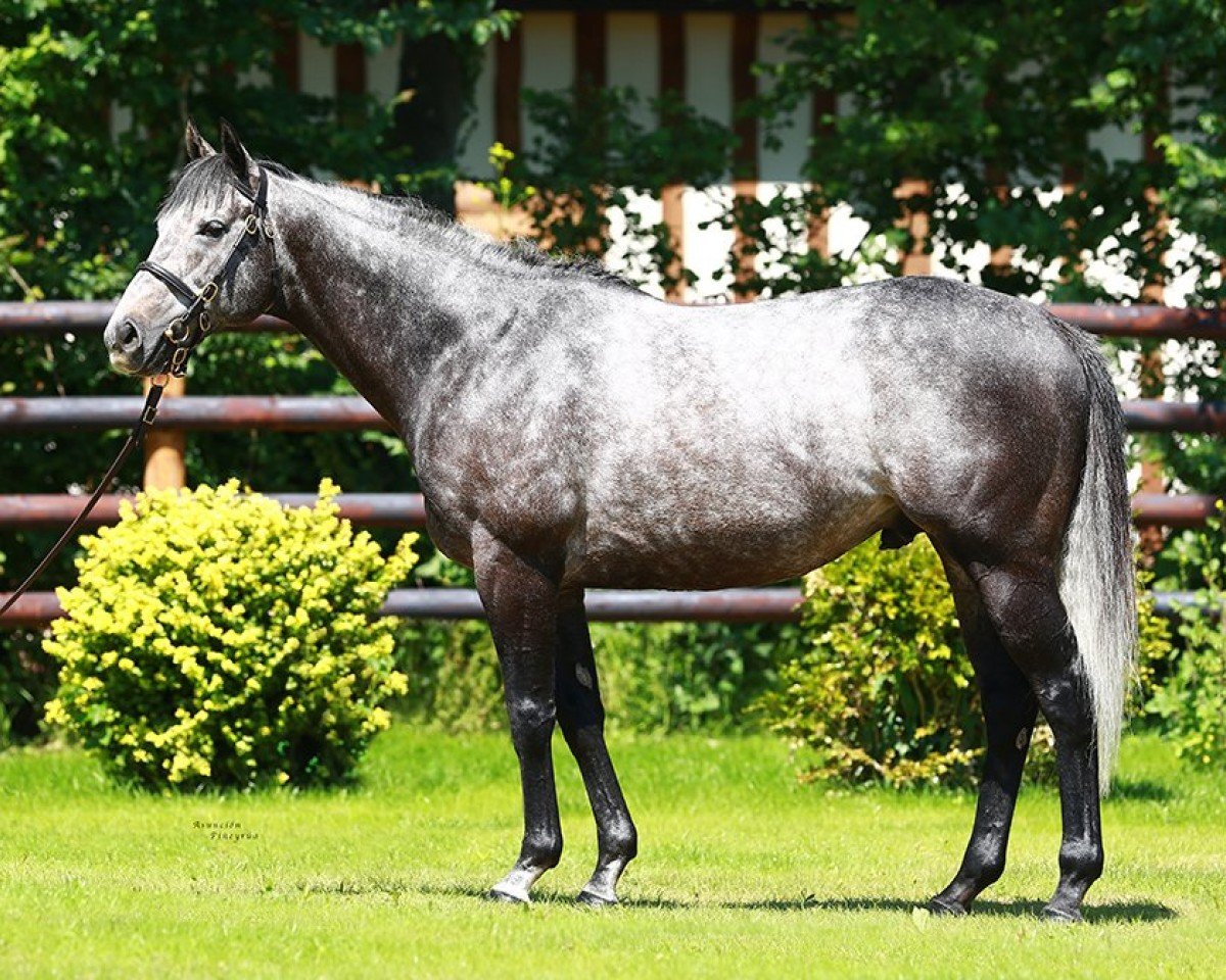 horse Style Vendome xx (Thoroughbred, 2010)