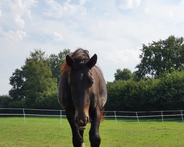 Pferd Hidalgo el Rey (Sächs.-Thür. Schweres Warmbl., 2018, von Gerling)