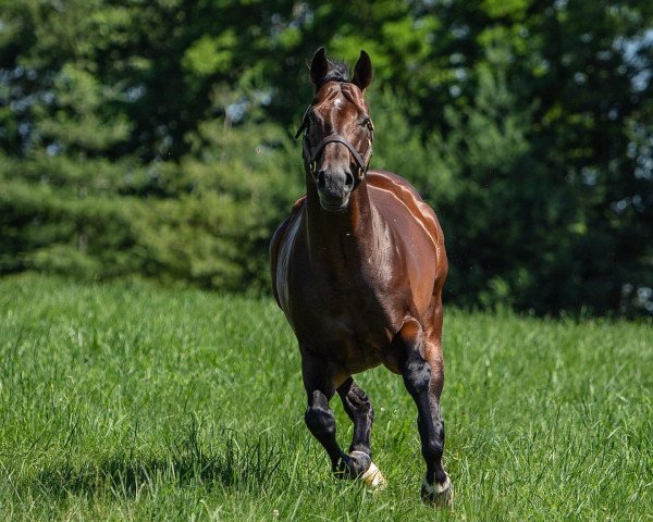 stallion Tom´s D´Etat xx (Thoroughbred, 2013, from Smart Strike xx)