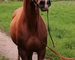 dressage horse Apfelblüte (German Warmblood, 2008, from Abolino)