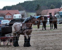 Pferd Ottokar von Thüritz (Rheinisch-Deutsches Kaltblut, 2002, von Asbach 3622)