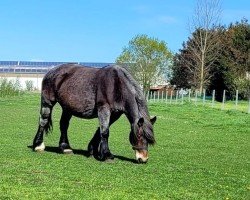 broodmare Nixe vom Ohrestrand (Rhenish-German Cold-Blood, 2010, from Napoleon)