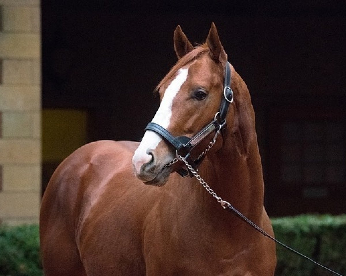 stallion Good Magic xx (Thoroughbred, 2015, from Curlin xx)