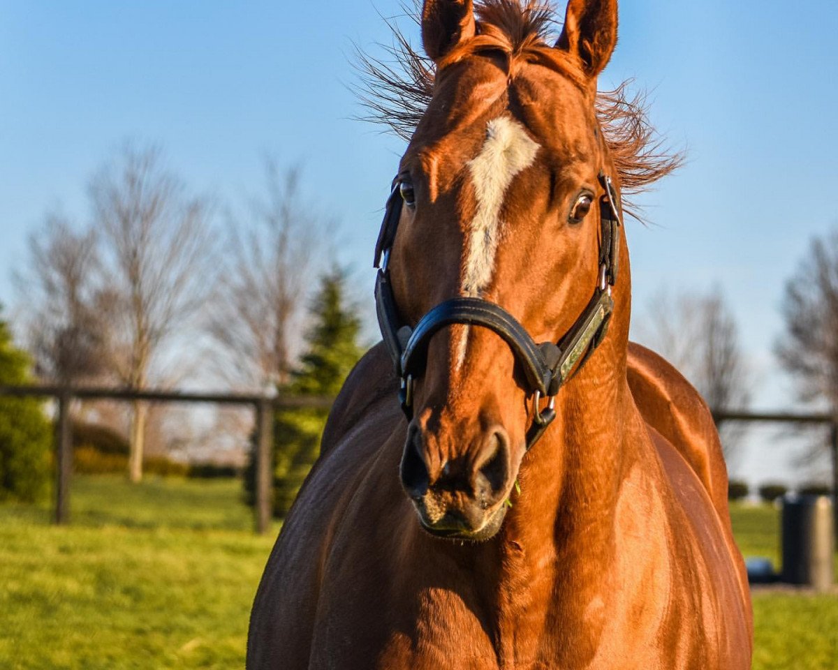 Deckhengst Curlin xx (Englisches Vollblut, 2004, von Smart Strike xx)