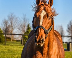 stallion Curlin xx (Thoroughbred, 2004, from Smart Strike xx)