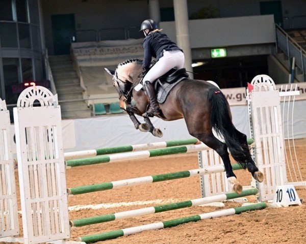 jumper Campari 363 (Hanoverian, 2018, from Carridam)