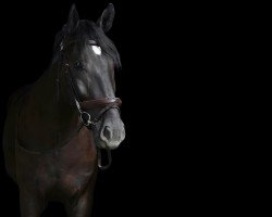 dressage horse Sattlerias Conamur (Leonharder, 2017, from Cafe XIV)