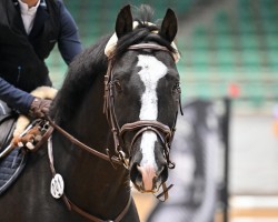 jumper About You 5 (German Sport Horse, 2017, from Agassi)