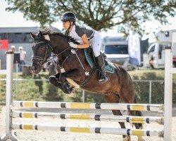 Springpferd Johnny Star Light (Welsh-Cob (Sek. D), 2012, von Brynnebo Magic)