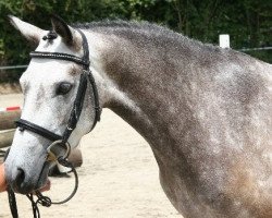 broodmare Birkenlunds Jnohrlin (German Riding Pony, 2004, from FS Pontiac)