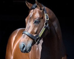 stallion American Guru xx (Thoroughbred, 2014, from Unbridled's Song xx)