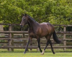 stallion Invincible Spirit xx (Thoroughbred, 1997, from Green Desert xx)