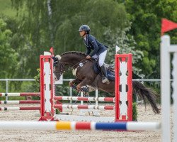 Springpferd Hamlet's Manhattan (New-Forest-Pony, 2010, von Woodrow Carisbrooke)