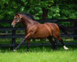 stallion Free Eagle xx (Thoroughbred, 2011, from High Chaparral xx)