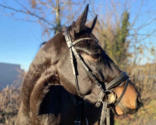 dressage horse Fabiolo H (German Sport Horse, 2021, from Fürst Zonik PS)