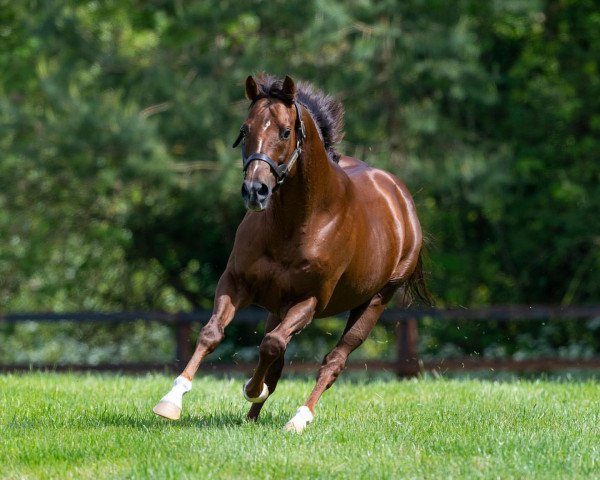 stallion Dragon Pulse xx (Thoroughbred, 2006, from Kyllachy xx)