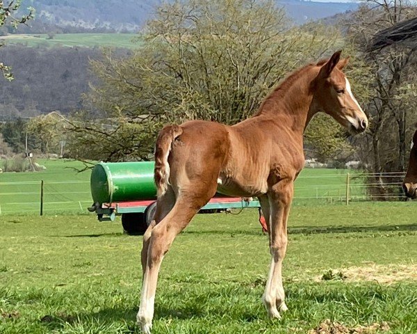 dressage horse Viva Royal (German Sport Horse, 2021, from Viva Gold OLD)