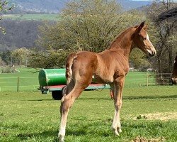 Dressurpferd Viva Royal (Deutsches Sportpferd, 2021, von Viva Gold OLD)