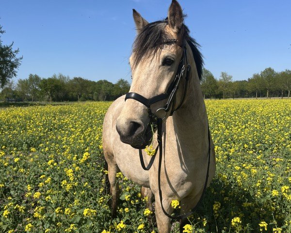 Zuchtstute Donnerwetter L (Deutsches Reitpony, 2020, von Dimaggio Se.M.)