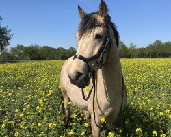 broodmare Donnerwetter L (German Riding Pony, 2020, from Dimaggio Se.M.)